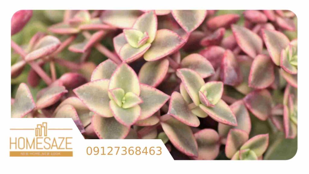 سدوم ها؛ از انواع ساکولیت مناسب برای روف گاردن