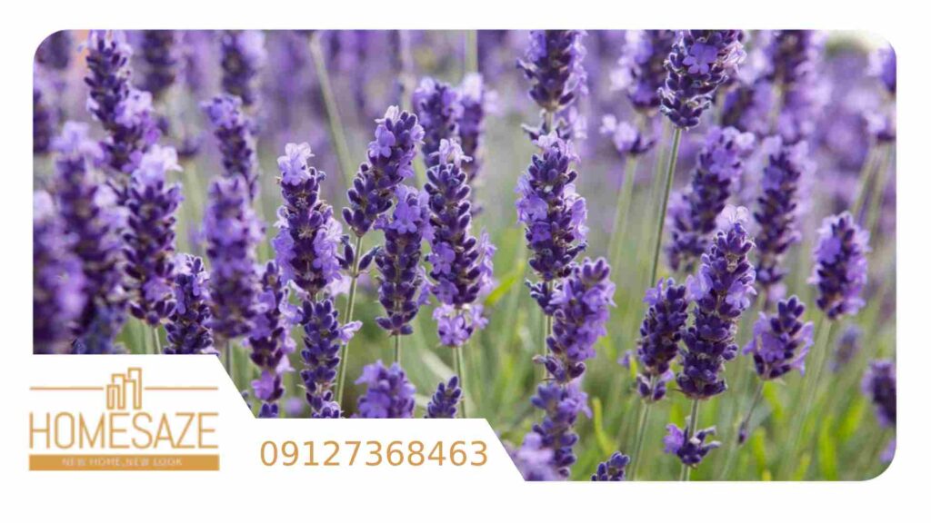 تصویر گیاه اسطوخودوس