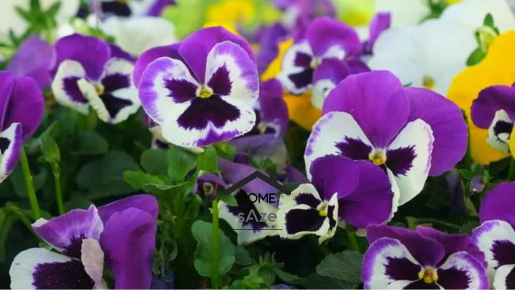 کاشت گیاهان بومی ایرانی در روف گاردن