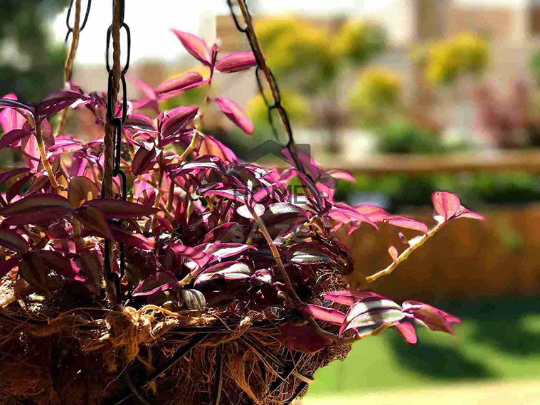 اجرای گل و گیاه در روف گاردن