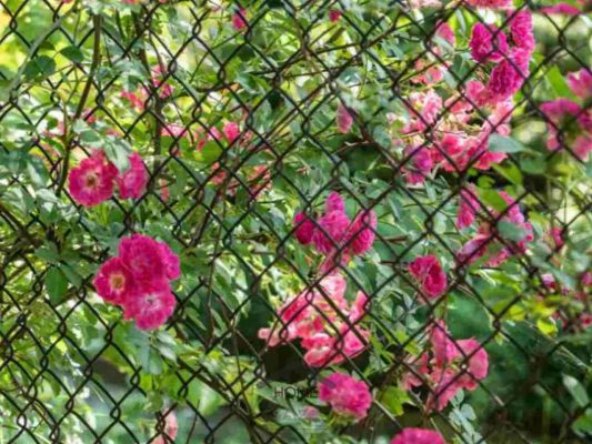 باغ حصارکشی شده